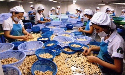 EVFTA help strengthen cashew exports to EU market